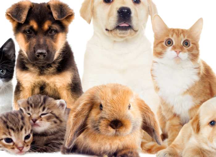 pets